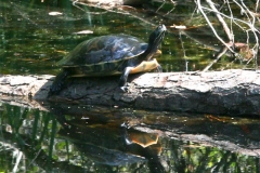 or-eastern-river-cooter__458442593