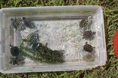 2002-hatchlings_64618507