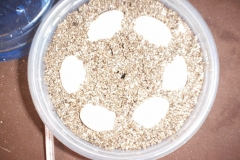 eggs