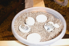 eggs2