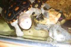 feeding-time