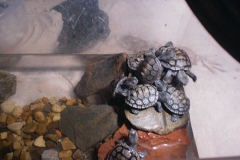 hatchlings-basking