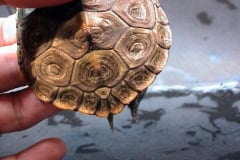 Shell Deformaties