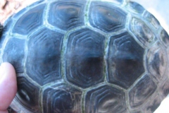 After-scutes-peel-off_1443976585