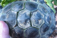Scutes-peeling_417827318