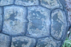 Snapping-turtle-shell_1823337989