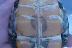 plastron-on-painted-turtle_1290452460