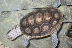 bao-bao_1212112005