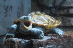 zuan-zuan_1113452652