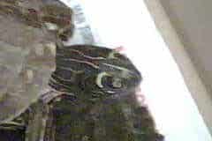 Steves turtles
