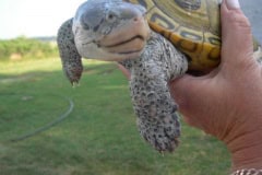 Terrapin Institute