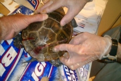 Injured-terrapin_309856424