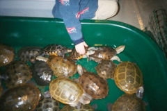More-terrapins-from-TI._716617662