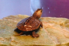 hatchling_1190104036