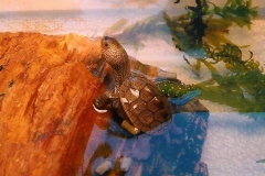 hatchling_1528721035