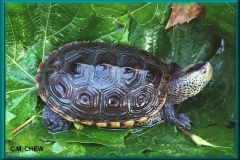littoralis