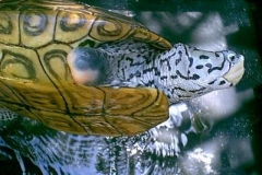 Chesapeake-Nubs-Marginals_1915058761