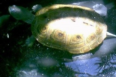 Todd-Carolinan-Terrapin_287014169