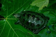 Todd-Florida-East-Coast-Terrapin_714271181