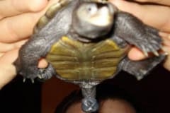 Turtle Problem