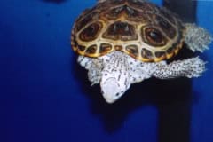 Turtleborns Pics