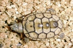 hatchling3_134260396