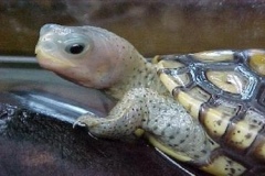 lavender-head_2040045759