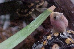 pink-hatchling_503700370
