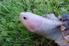 pink-head_1862157521