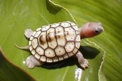 Rosebud