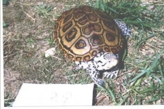 Awesome-female_469675224