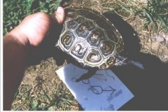 Greenish-Male_656610928