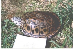 Very-Special-Rarest-Ever-Seen_1788197967