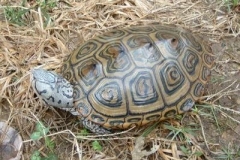 concentric1_1069016161