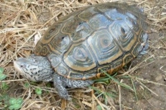 concentric_869847800