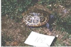 terrapin-11_17820474