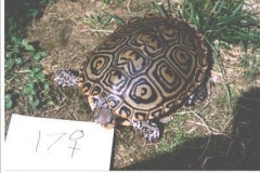 terrapin-17_1454175314