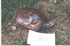 terrapin-18_1298894754