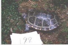 terrapin-19_1499602334