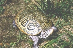 terrapin-1_617192049