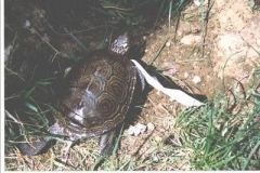 terrapin-24_1011200652