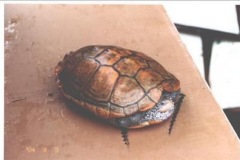 terrapin-26_511567173