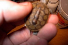 dbtspots-014_1998040971