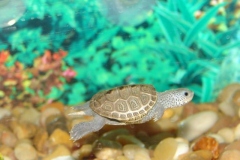 turtle5_1586806904