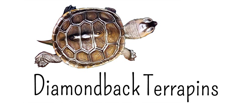Diamondback Terrapins