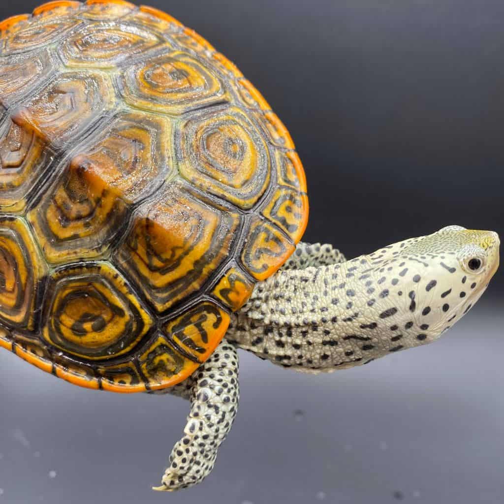 Northern/Ornate - Terrapin Station Exotics