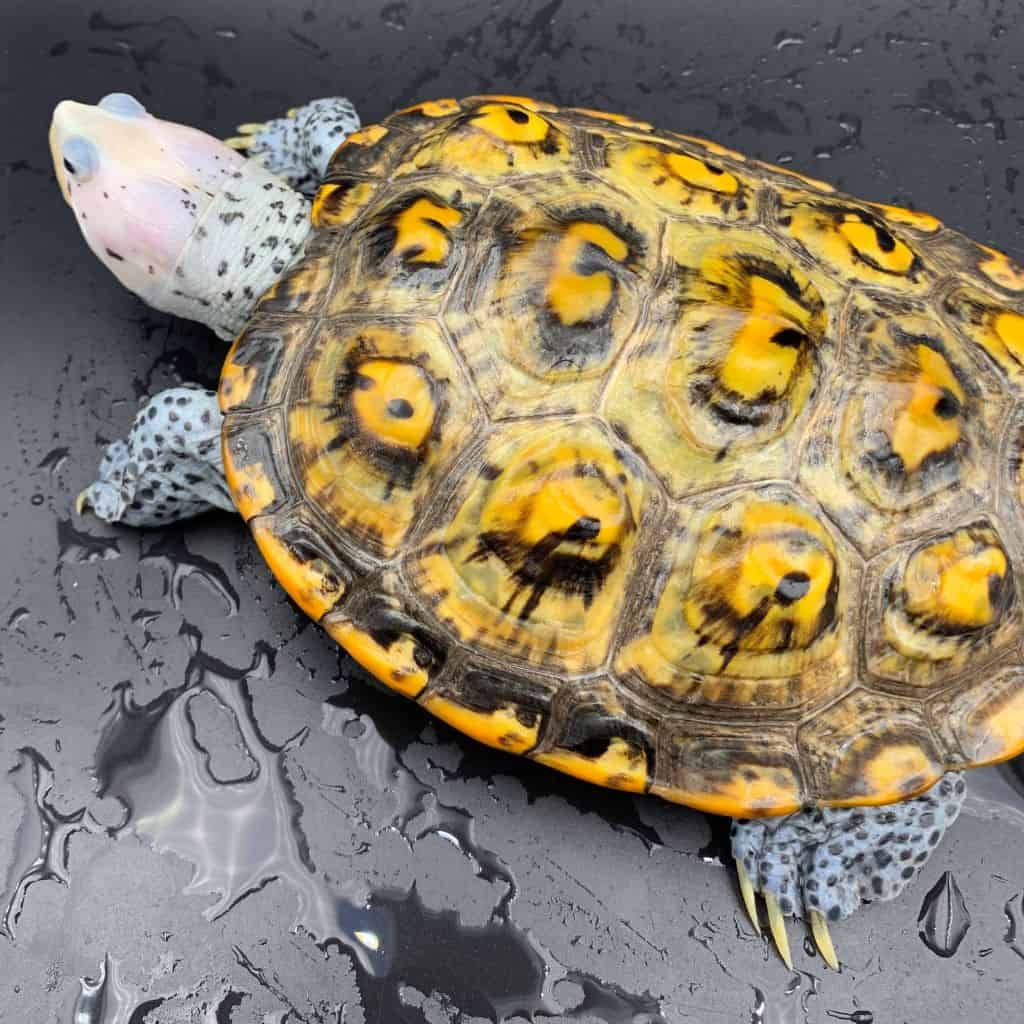 Ornate – Malaclemys Terrapin Macrospilota