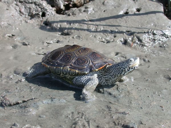 Carolinan – Malaclemys Terrapin Centrata